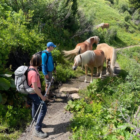 Wandern mit Micha - in der Region Murtal und darüber hinaus